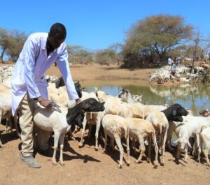 Vaccination carried out by Great hope Development staff in Lagdera Constituency 